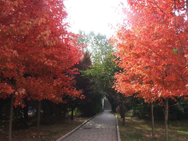 美國紅楓秋火焰